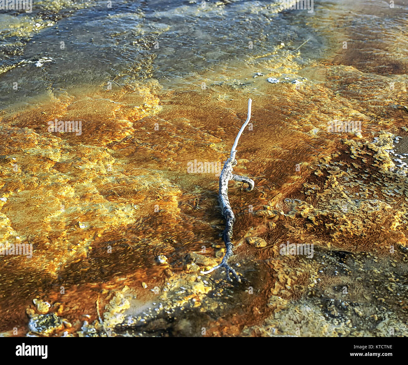 colourful algae and twig on yellowstone national park hot pool, wyoming, United States Stock Photo