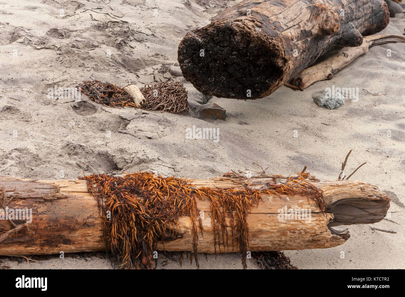 Driftwood on sandy beach Andrew Molera State Park California, United ...