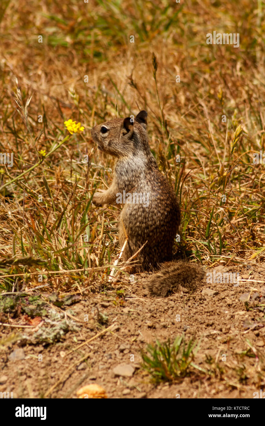 California ground squirrels in vegetation Stock Photo Alamy