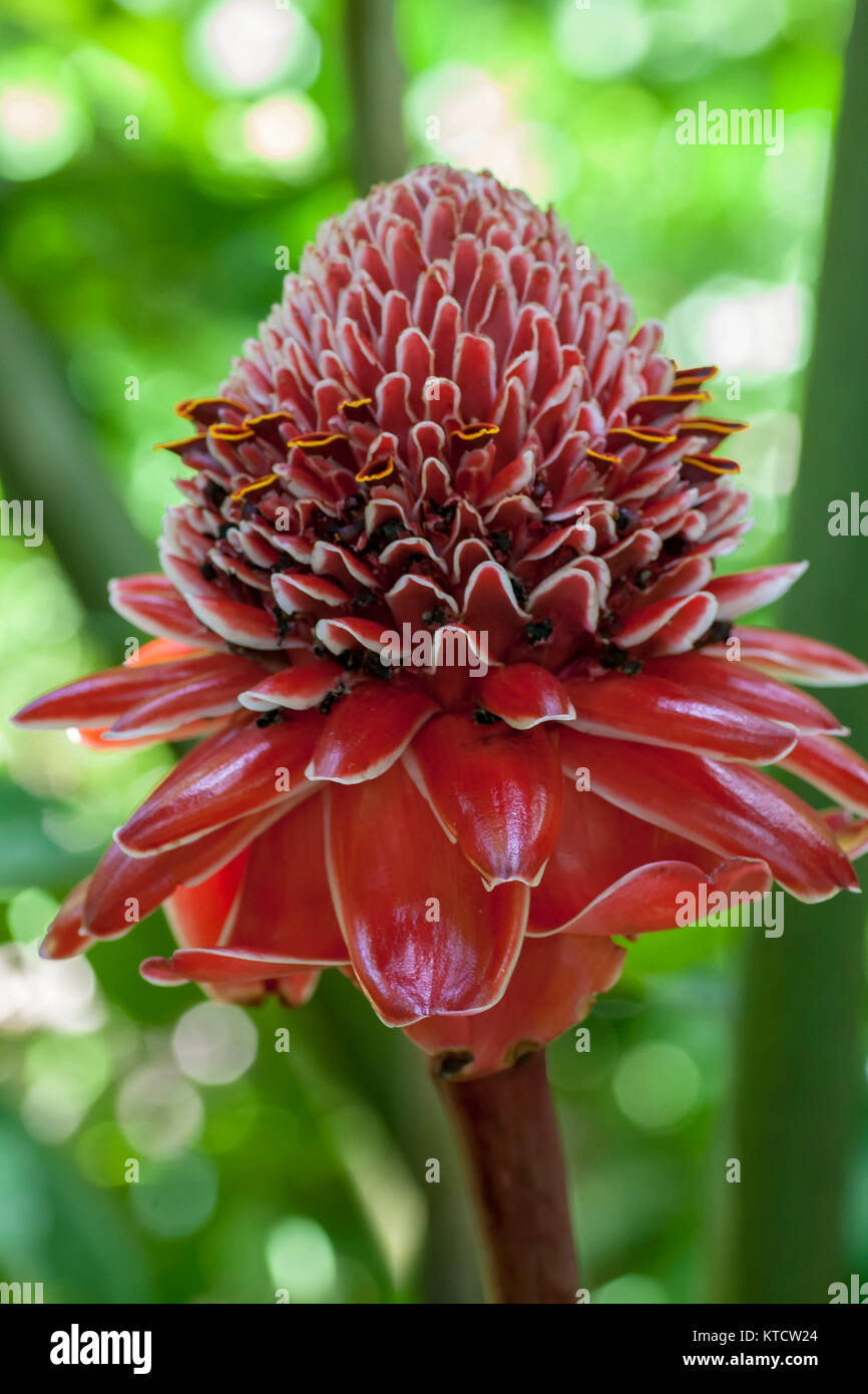 Torch ginger tropical flower blooming in Ocho Rios, Jamaica, West
