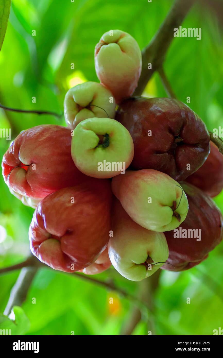 Otaheiti, rose, apple ripening on tree, Jamaica Stock Photo