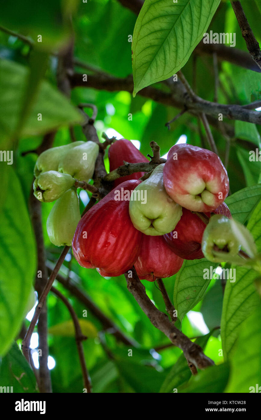 Otaheiti, rose, apple ripening on tree, Ocho Rios, Jamaica Stock Photo