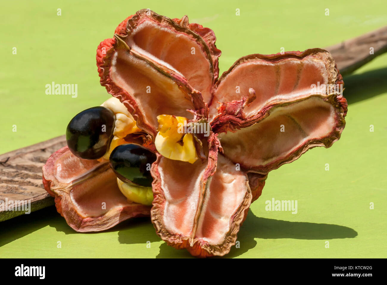 Jamaican ackee in dried pod on black background Stock Photo