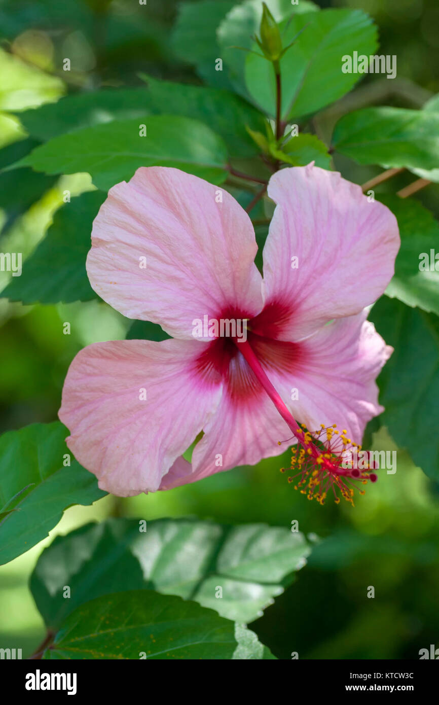 Single Hibiscus flower Stock Photo