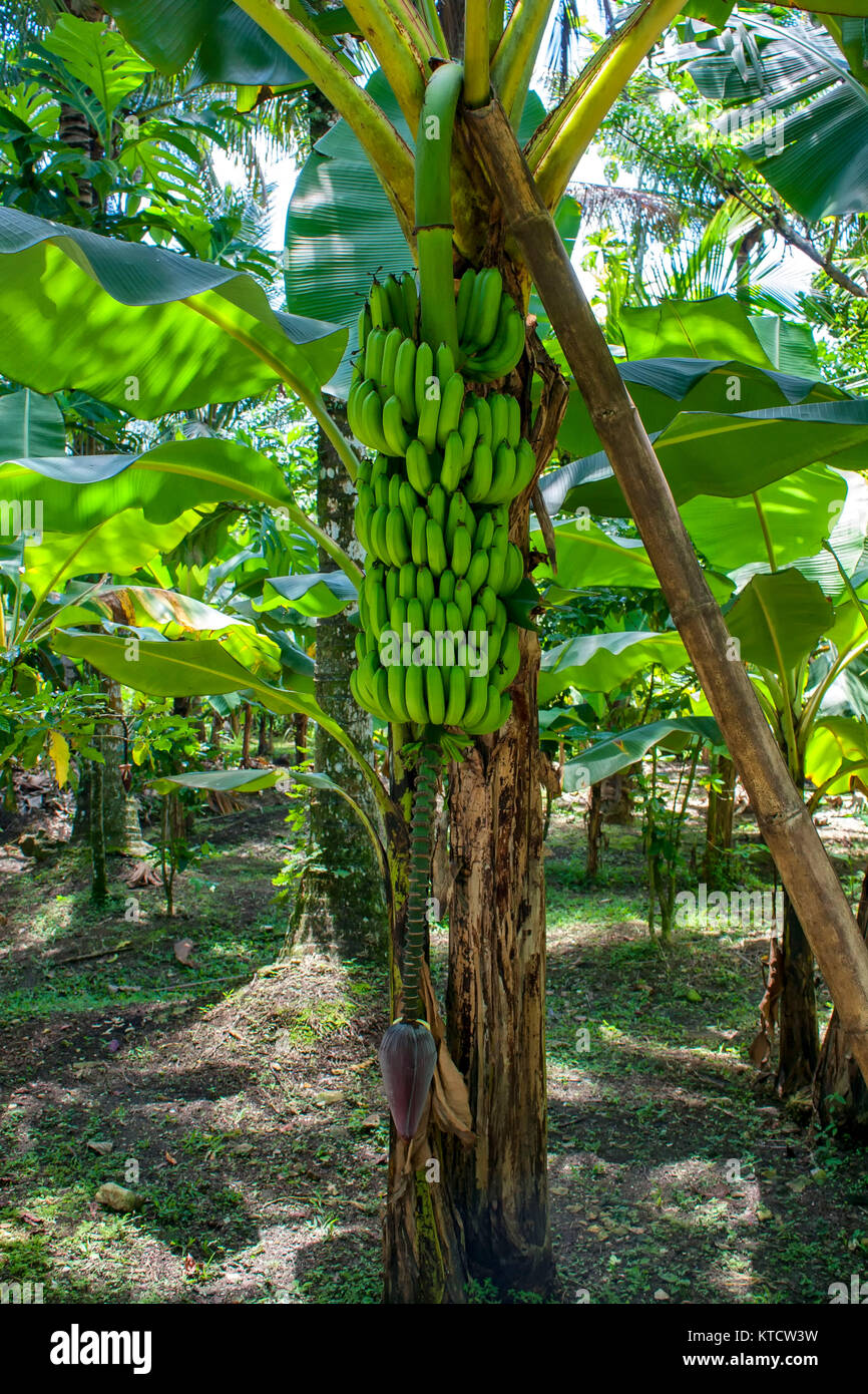 Bananas and banana flowers on tree in cottage garden, Jamaica