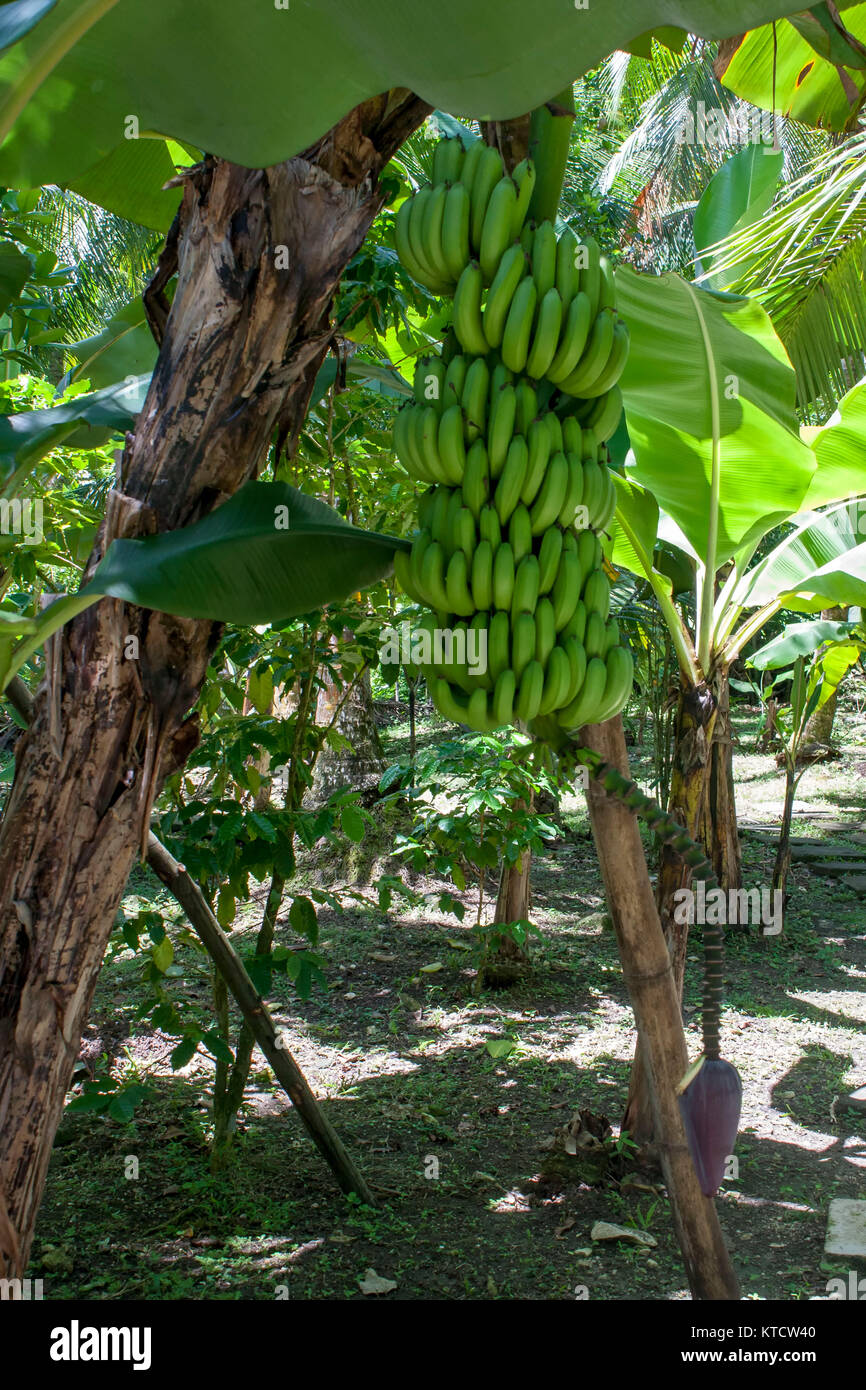 Full bunch of bananas on the tree in a small grove, Ocho Rios, Jamaica