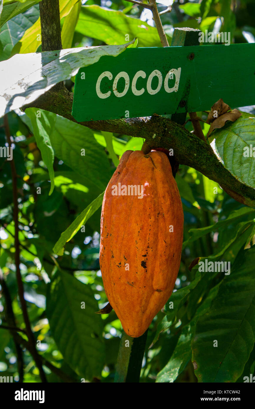 multi coloured Cocoa pods on the tree, Jamaica, caribbean, west indies