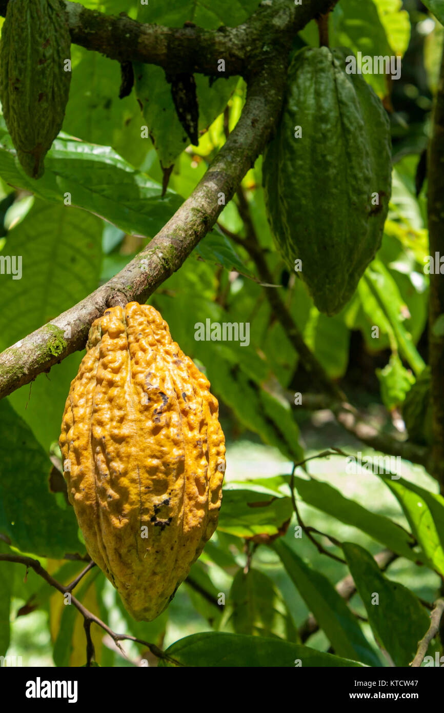 multi coloured Cocoa pods on the tree, Jamaica, caribbean, west Stock
