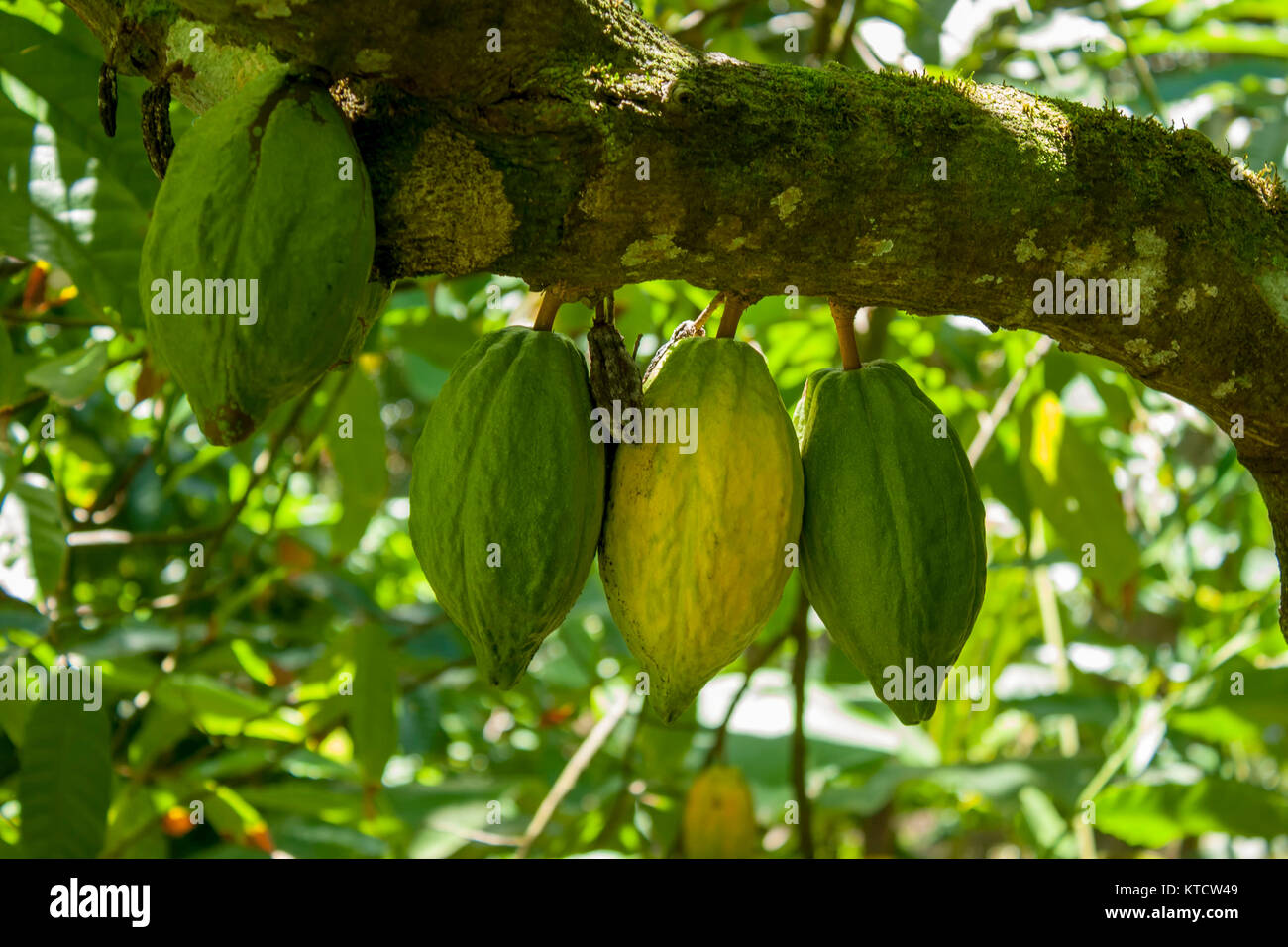 Cocoa Plant High Resolution Stock Photography and Images Alamy