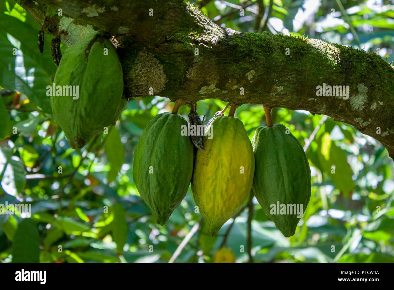 Cocoa Pulp High Resolution Stock Photography and Images Alamy