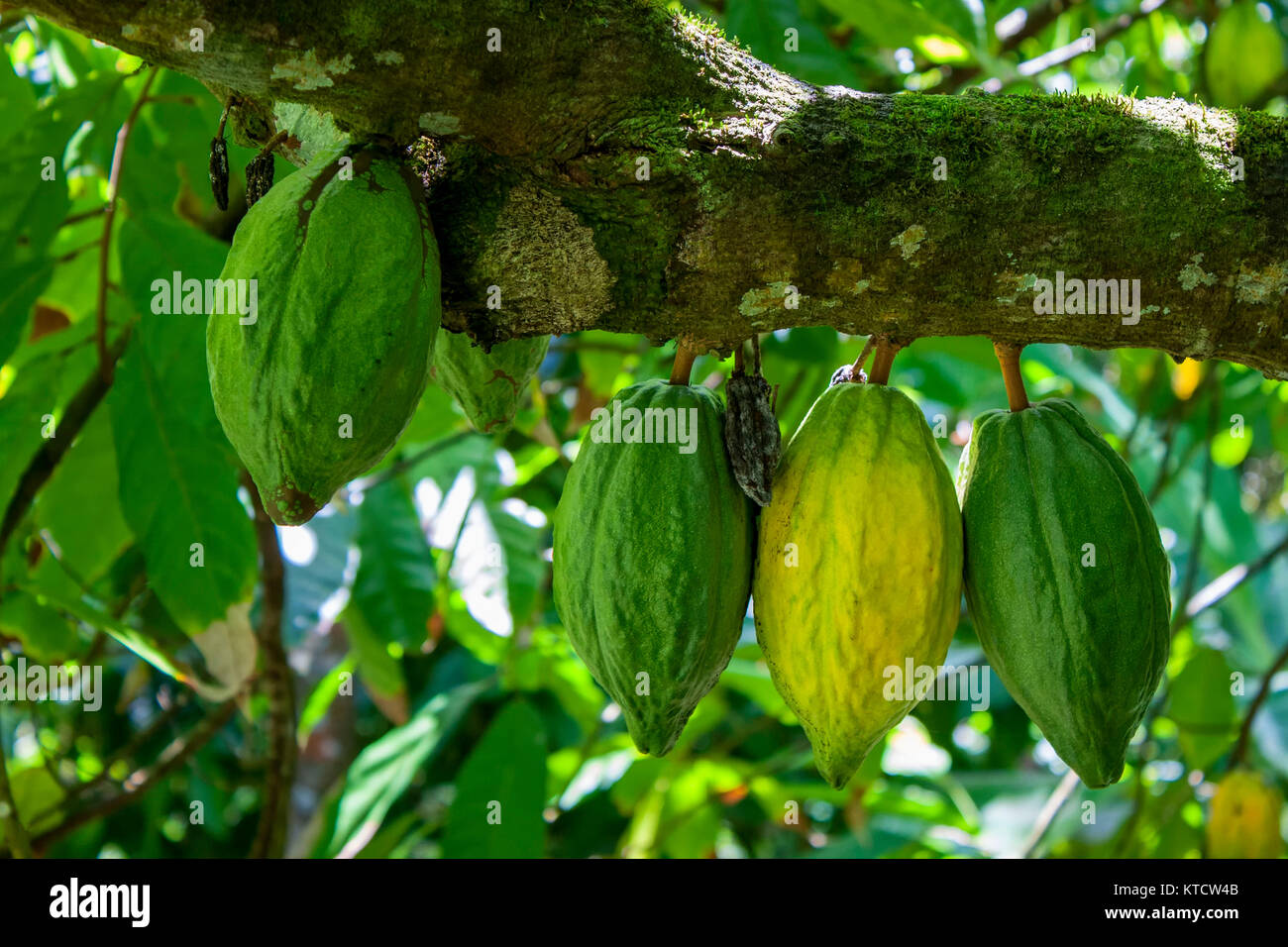 Cocoa Plant High Resolution Stock Photography and Images Alamy
