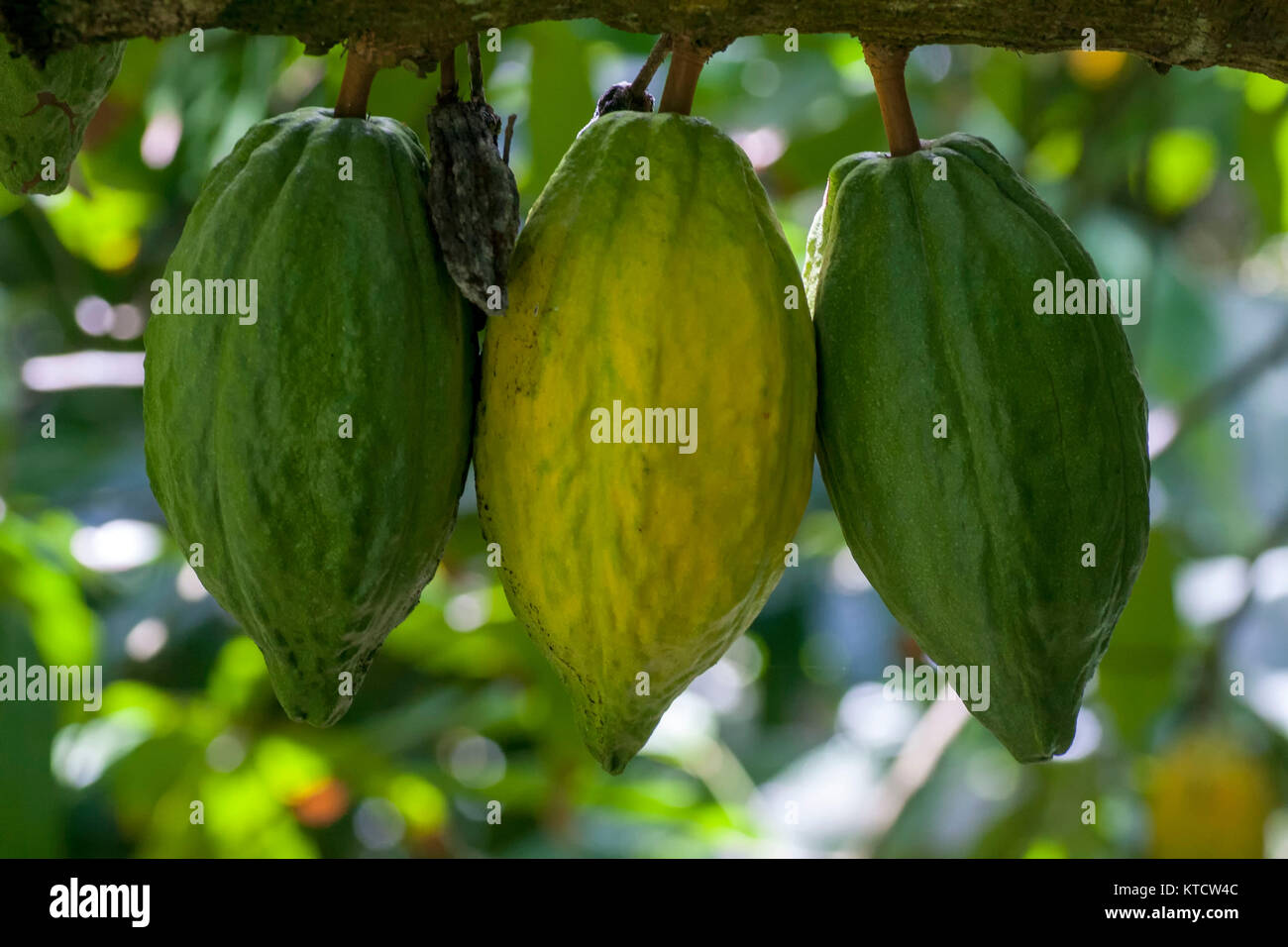 Two green and one yellow Cocoa pods on the tree, Jamaica, caribbean