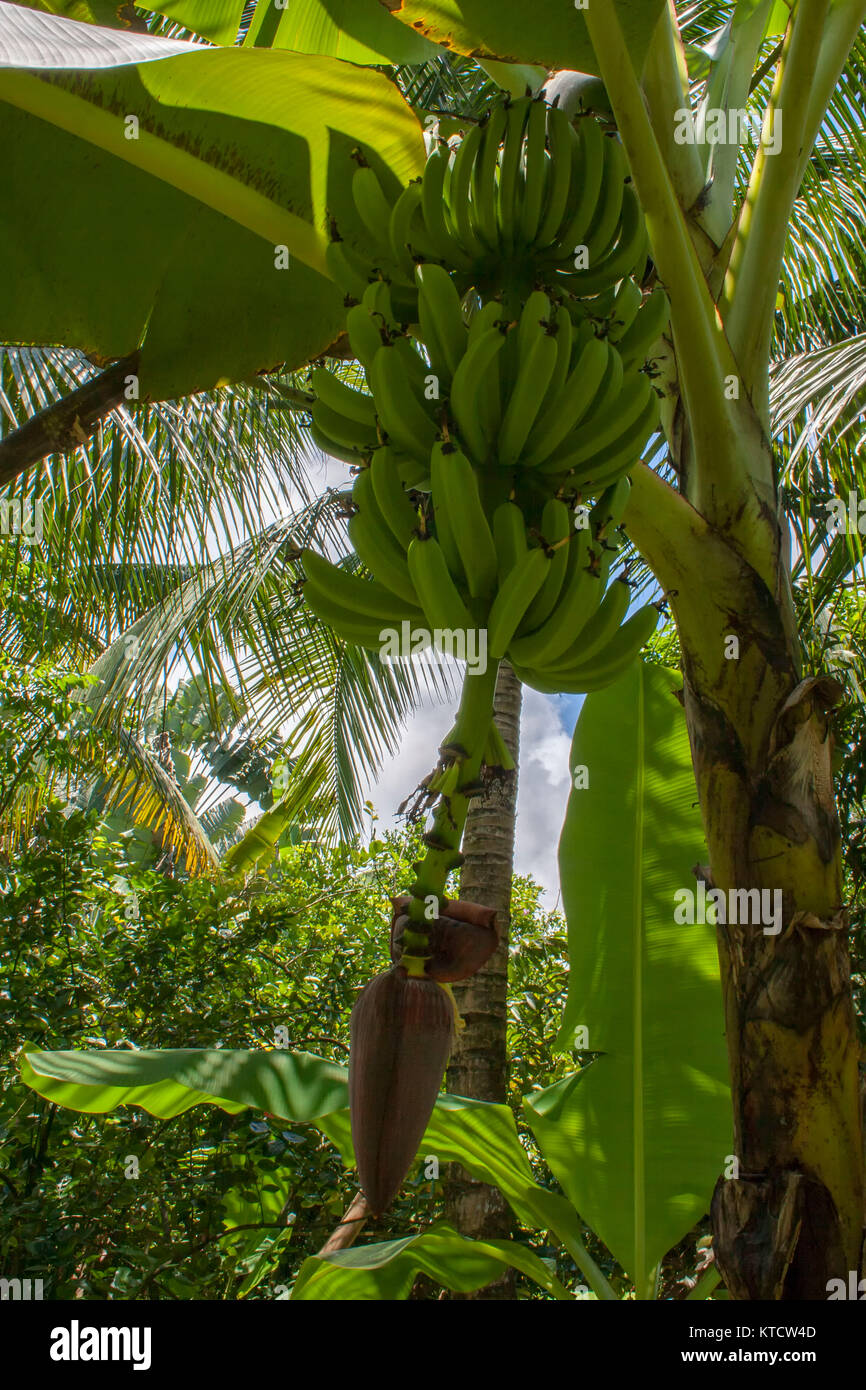 Bananas and banana flowers on tree in cottage garden, Jamaica
