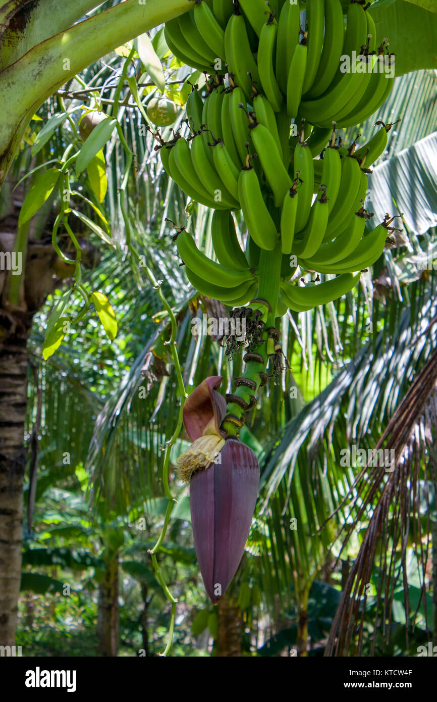 Bananas and banana flowers on tree in cottage garden, Jamaica