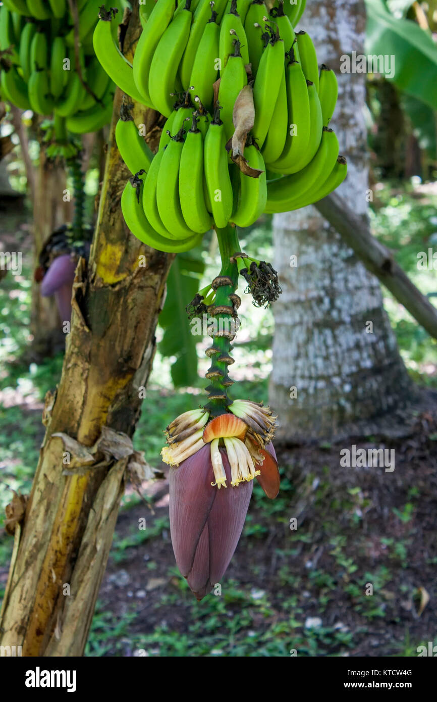 Bananas and banana flowers on tree in cottage garden, Jamaica, caribbean, west indies Stock