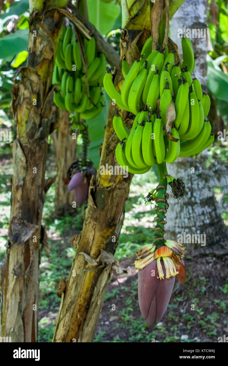 Bananas and banana flowers on tree in cottage garden, Jamaica