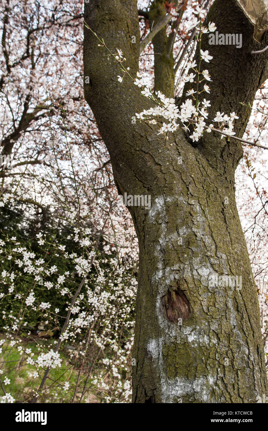 Ornamental cherry tree in garden with white blossom in spring, london