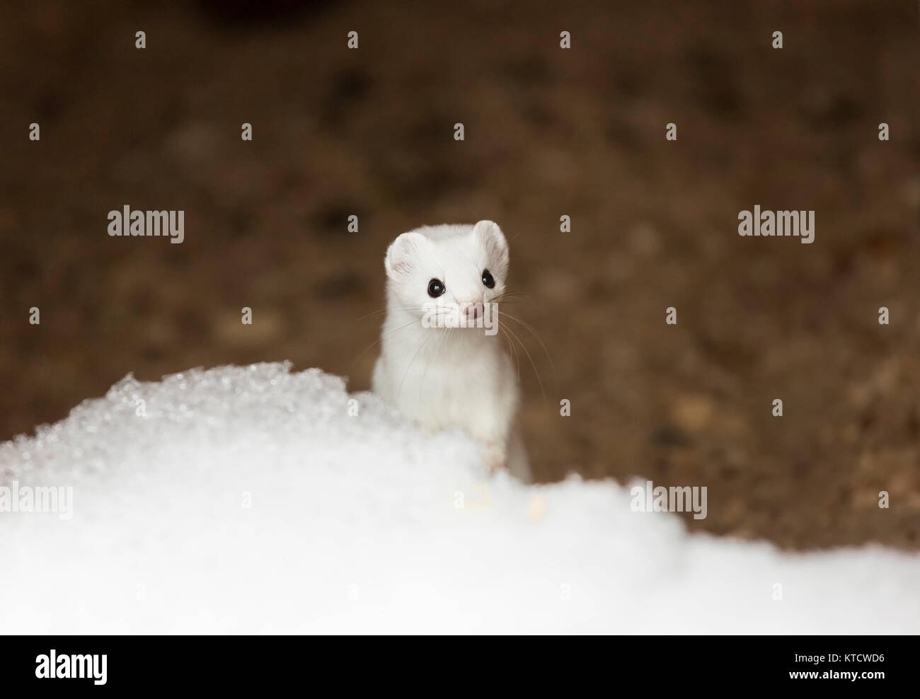 Short-tailed weasel Stock Photo