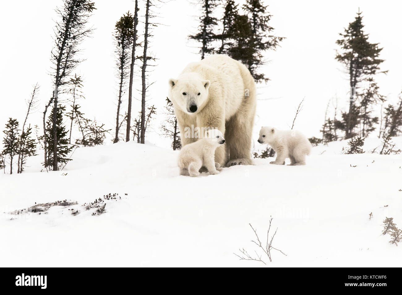 POLAR BEAR BABIES CUDDLING WITH MOM ON THE TUNDRA IN WAPUSK NATIONAL PARK. Stock Photo