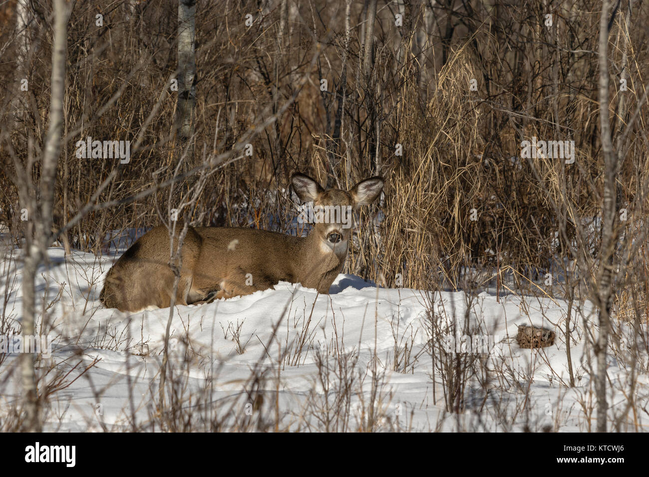 South facing hill hires stock photography and images Alamy