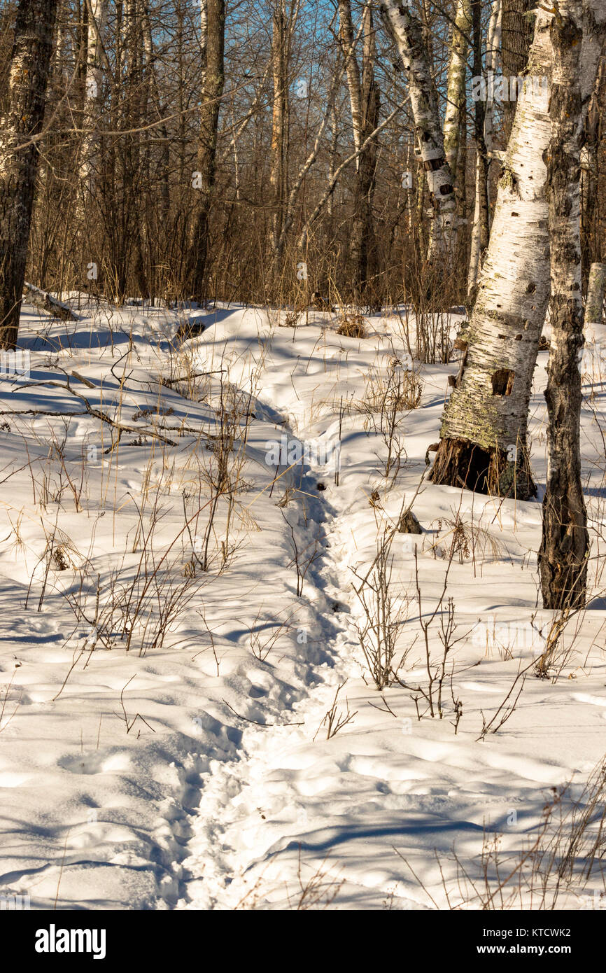 Well-traveled animal trail in northern Wisconsin Stock Photo