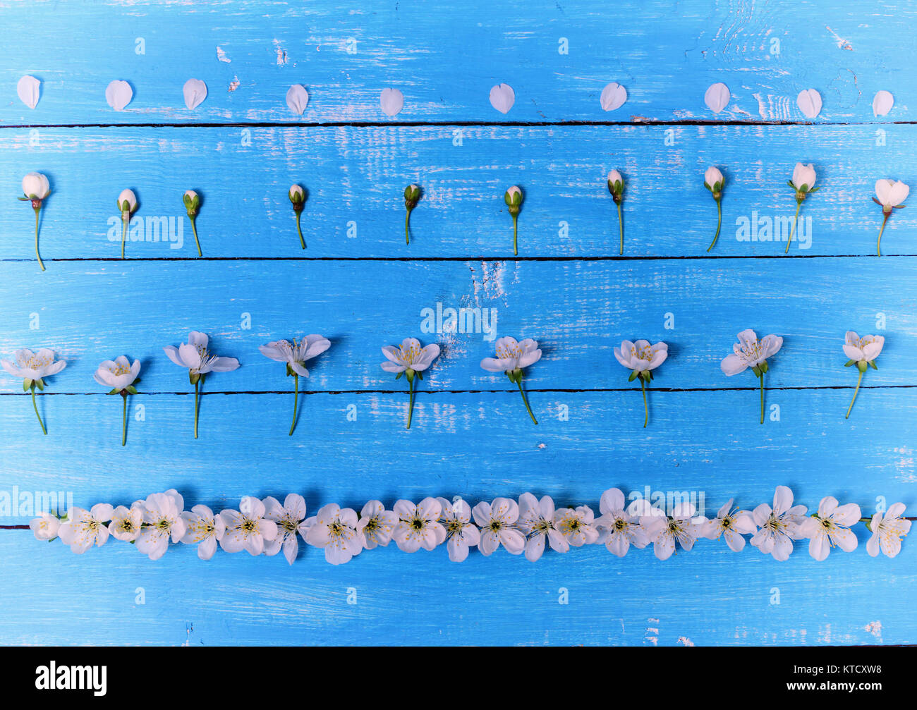 Blue wood background with white cherry flowers Stock Photo - Alamy