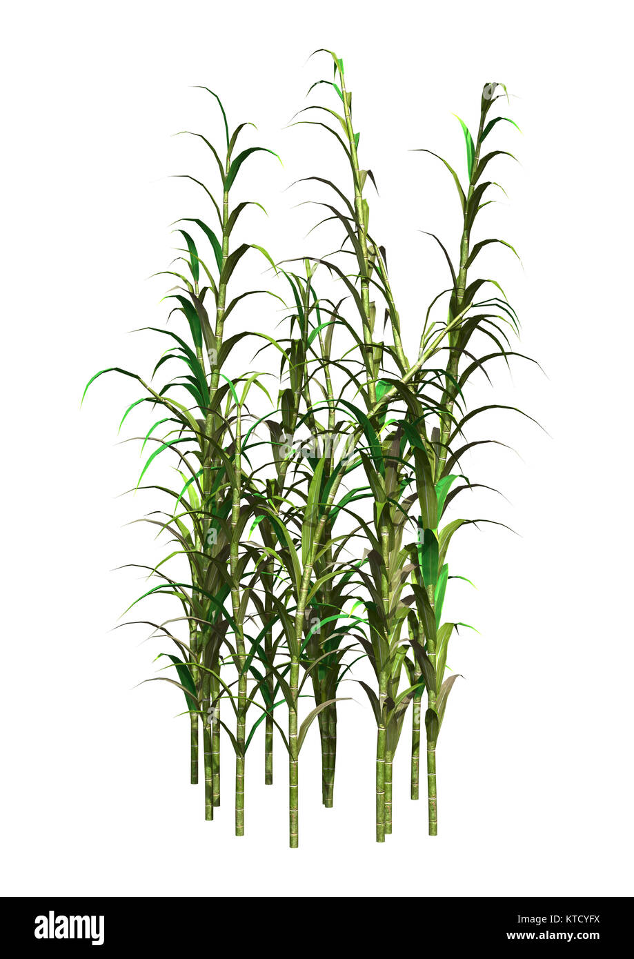 3D Rendering Clumping Bamboo on White Stock Photo