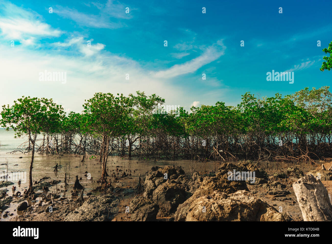 The mangrove forest on the island Stock Photo