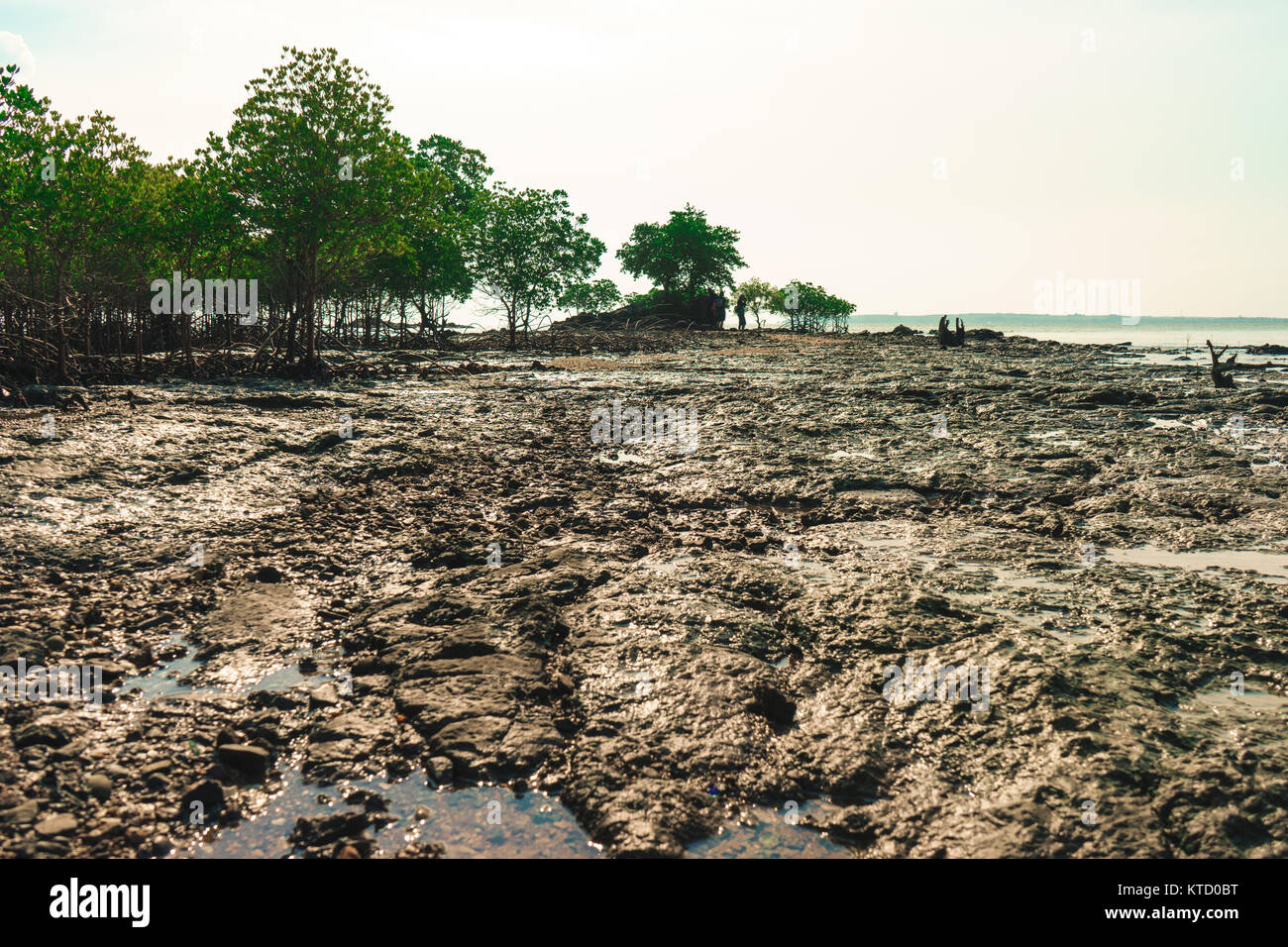 The mangrove forest on the island Stock Photo