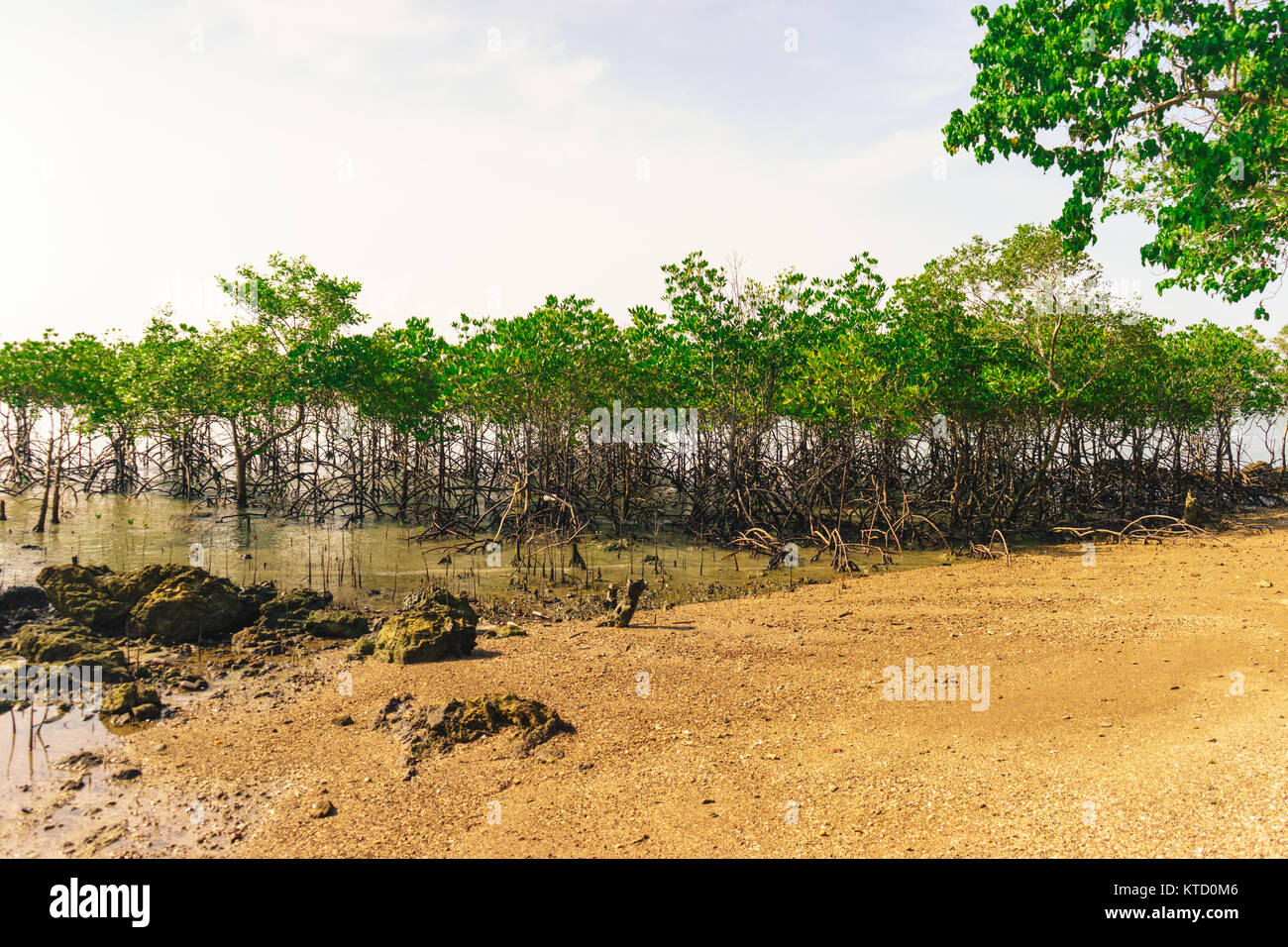 The mangrove forest on the island Stock Photo