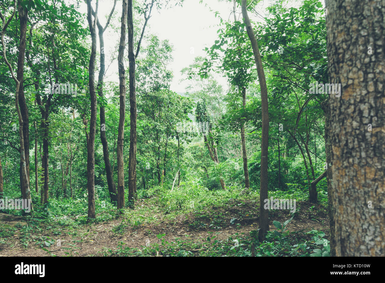 Green tree forest Stock Photo - Alamy