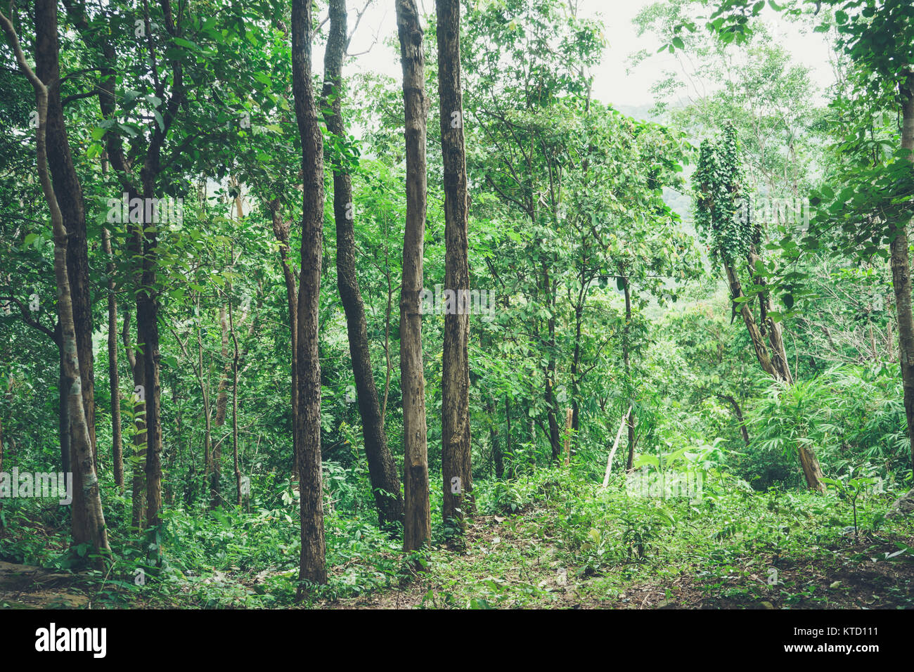 Green tree forest Stock Photo - Alamy