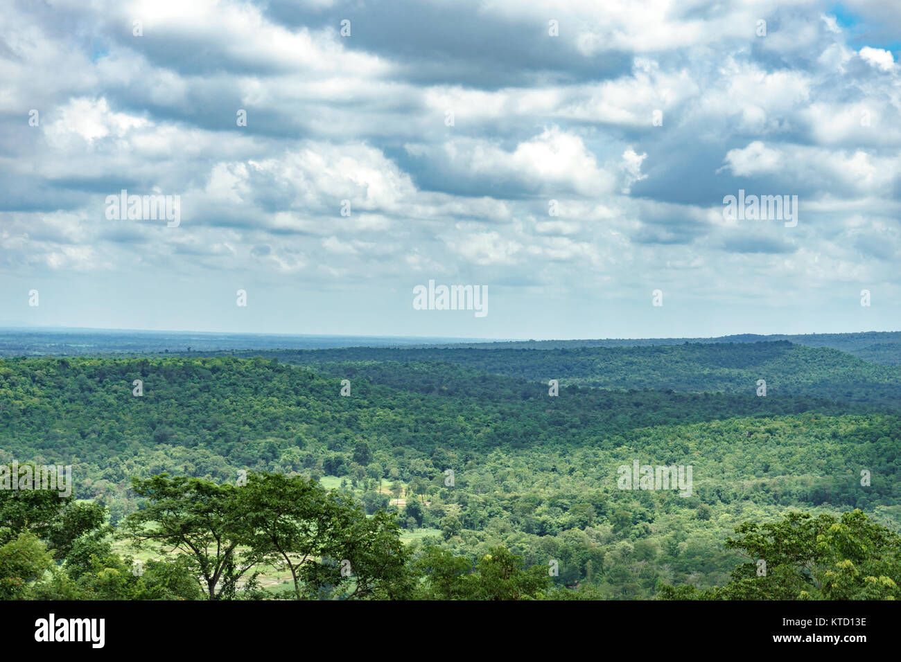 Tree forest Landscape on blue sky background Stock Photo - Alamy