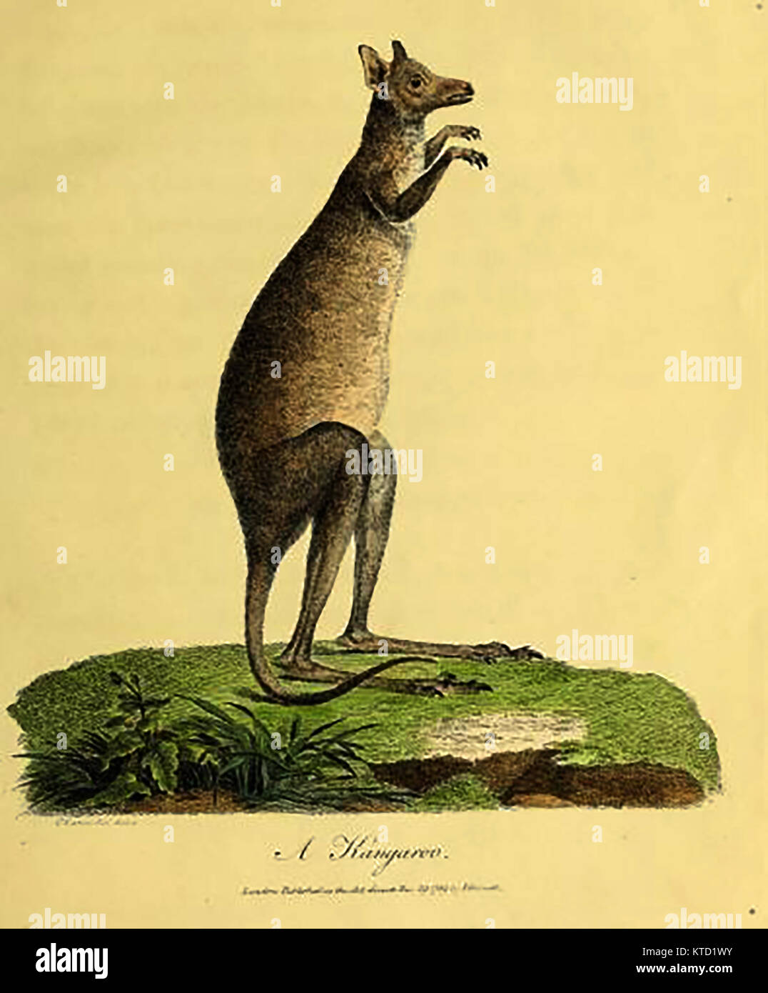 Australian wildlife - Kangaroo - (from ' Journal of a voyage to New South Wales...' )  by John White 1790 Stock Photo