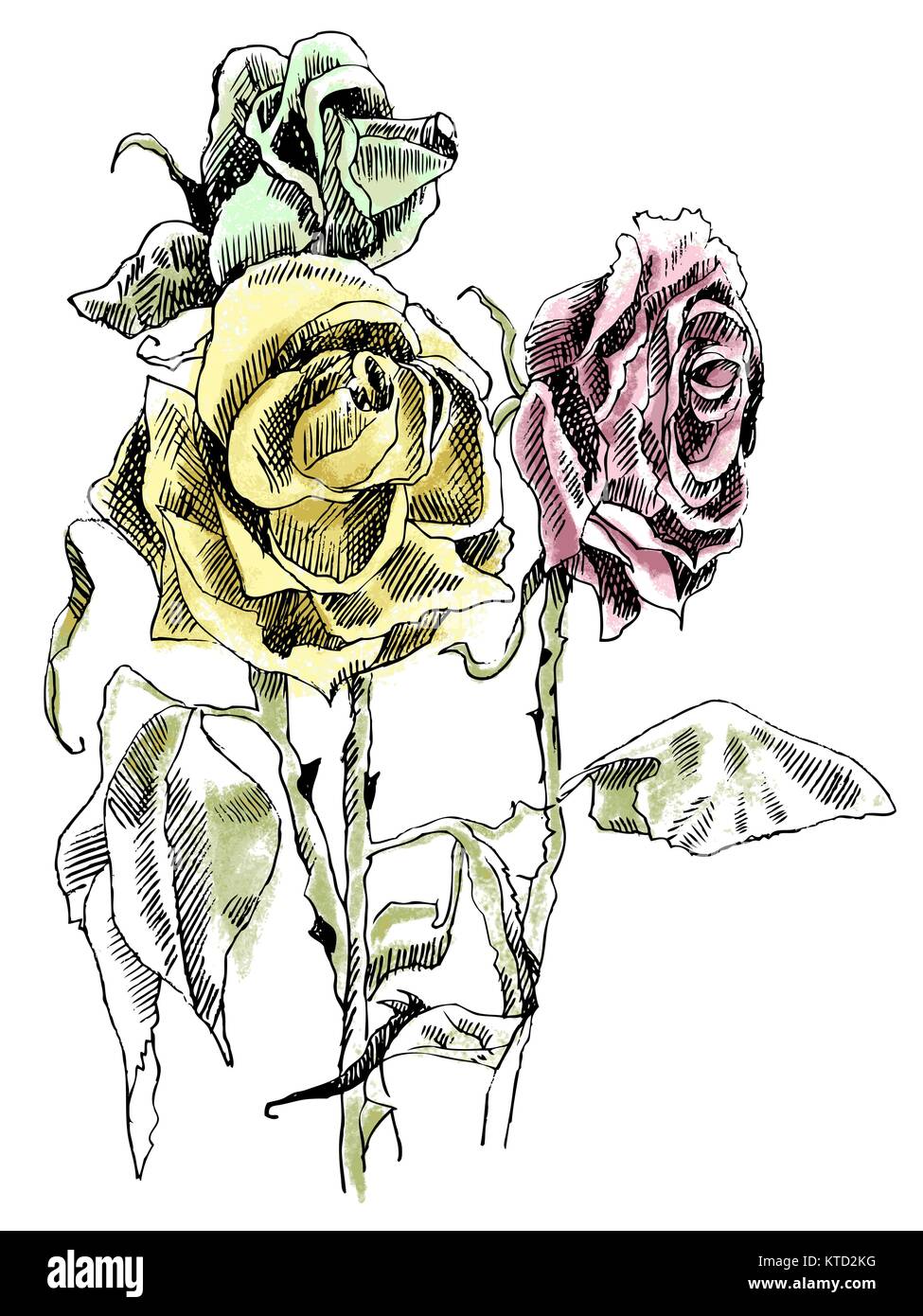 Dead Rose Flower Drawing
