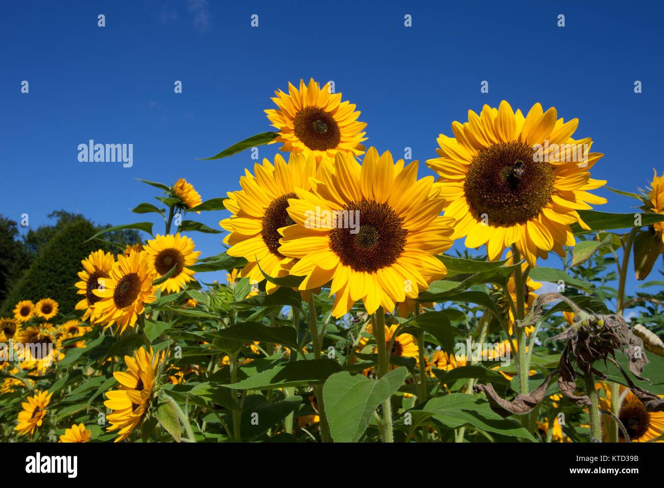 Field of sunflowers under blue sky Stock Photo - Alamy