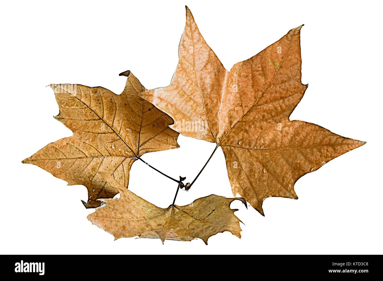 Vector three leaves hi-res stock photography and images - Alamy