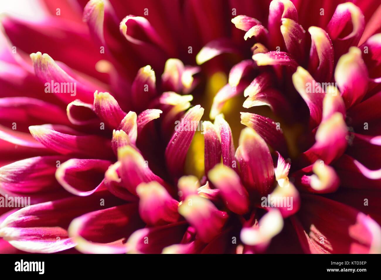 Macro texture of vibrant brown colored Dahlia flower petals in horizontal frame Stock Photo
