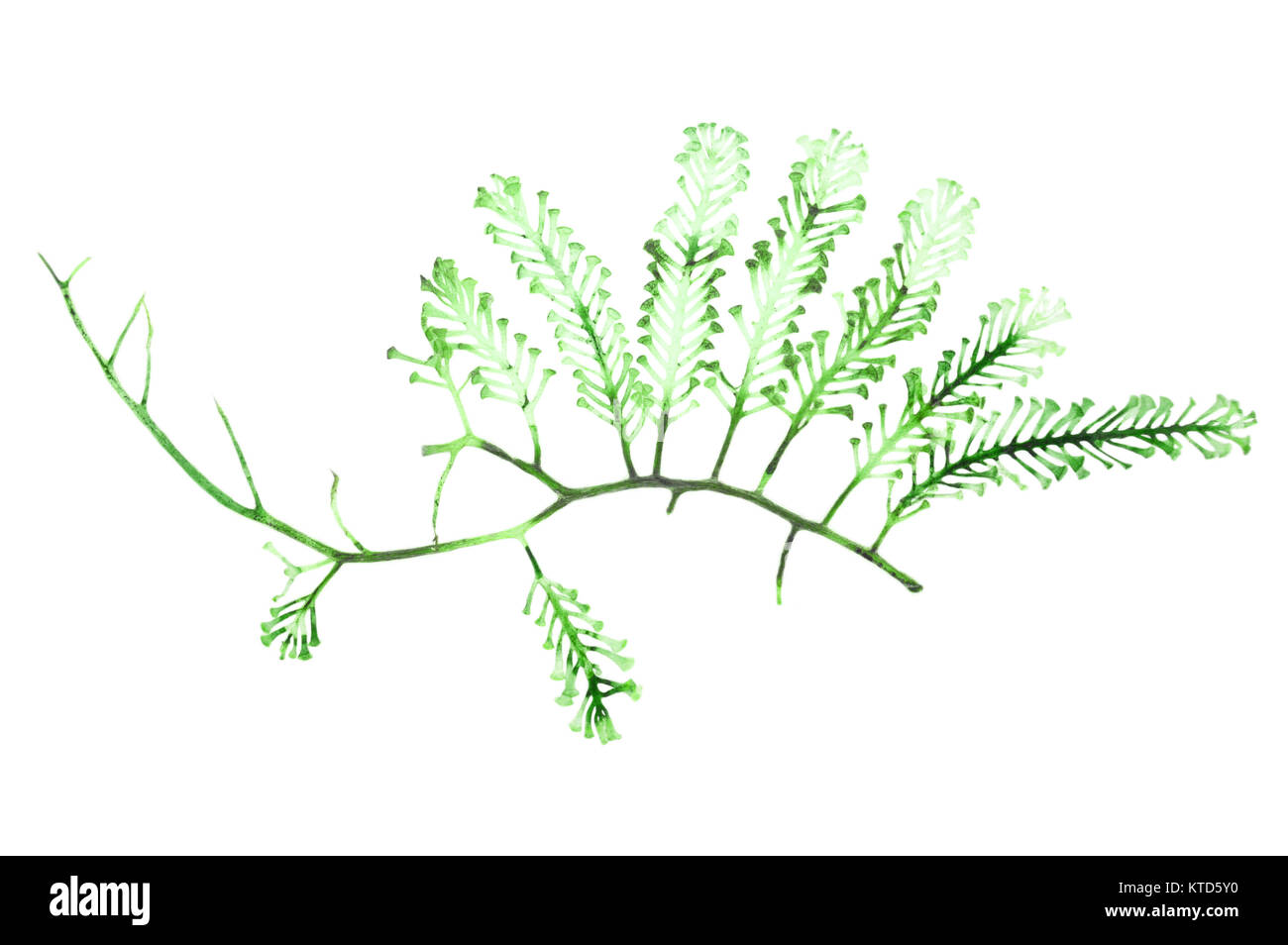 Dried sea grapes seaweed, Caulerpa sp., Southern of Thailand Stock