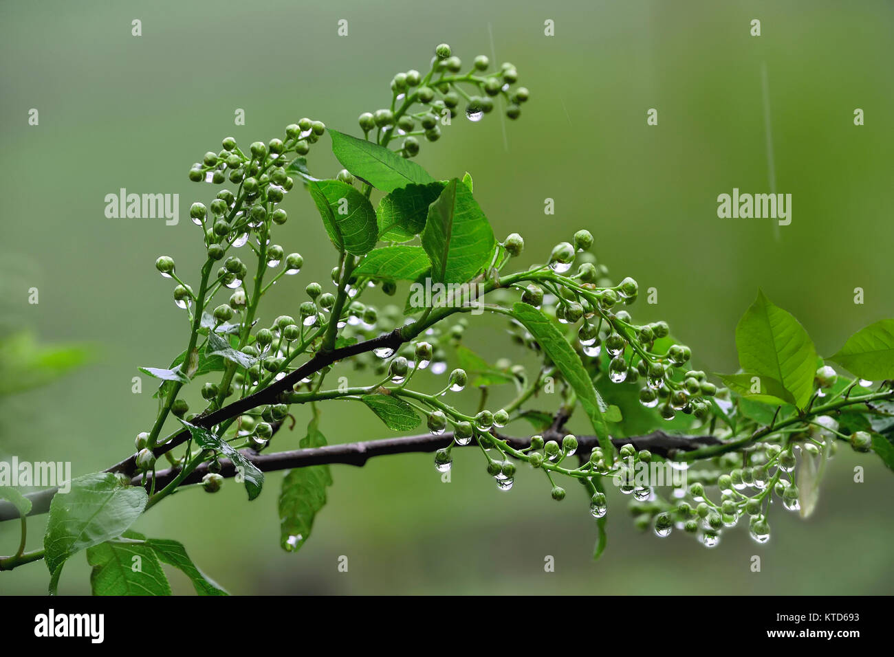 Sprig of bird cherry with swollen flower buds and young green leaves in the shiny droplets of spring rain Stock Photo