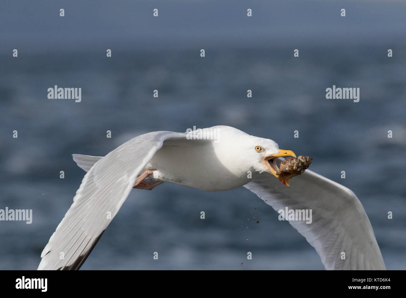 European Herring gull (Larus argentatus) flying with a Whelk (Buccinum