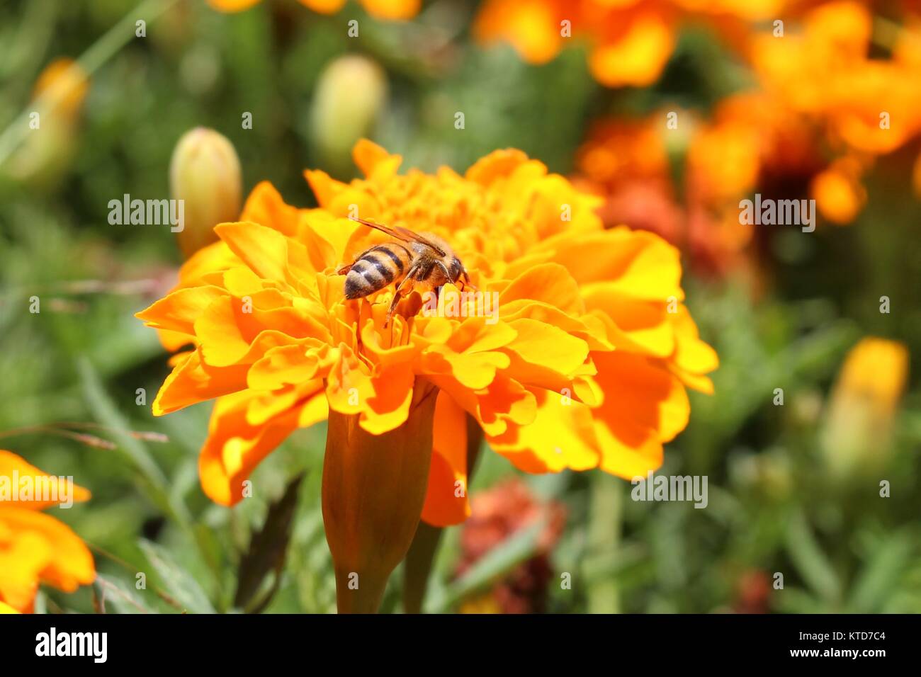 Wildnature High Resolution Stock Photography and Images - Alamy