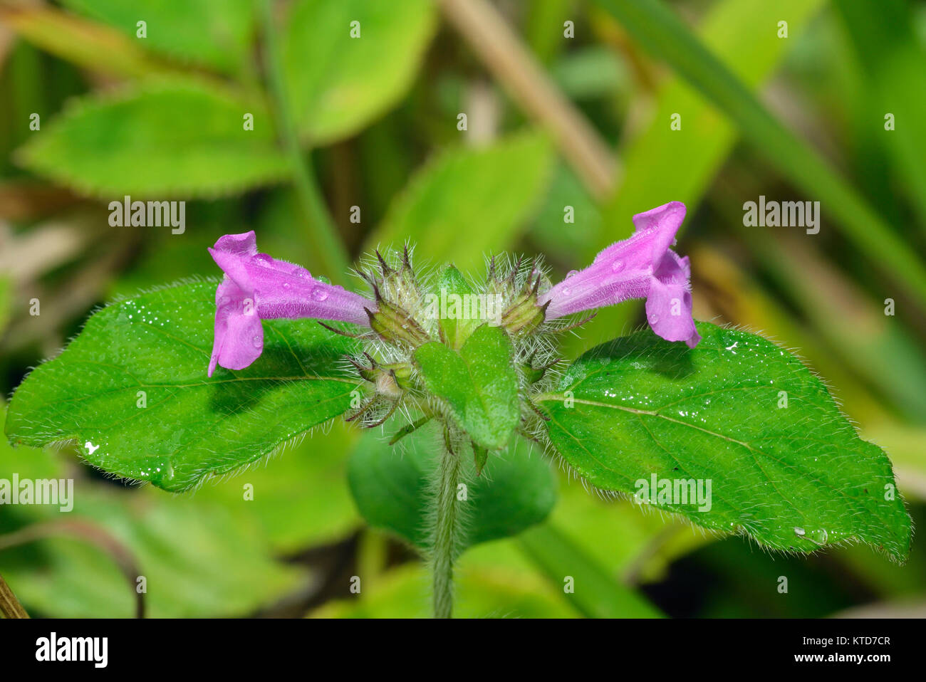 Wild Basil - Clinopodium vulgare  Herb with two flowers Stock Photo