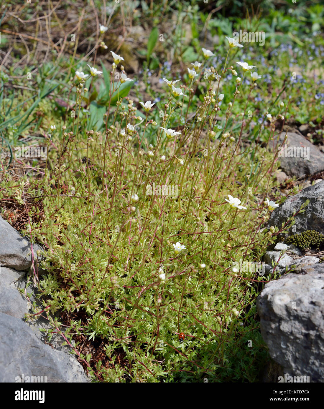 Mossy Saxifrage - Saxifraga hypnoides  Limestone Grassland Flower Whole Plant Stock Photo