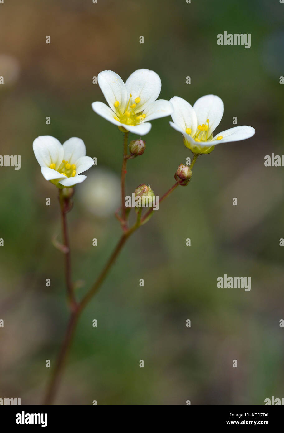Mossy Saxifrage - Saxifraga hypnoides  Limestone Grassland Flower Stock Photo
