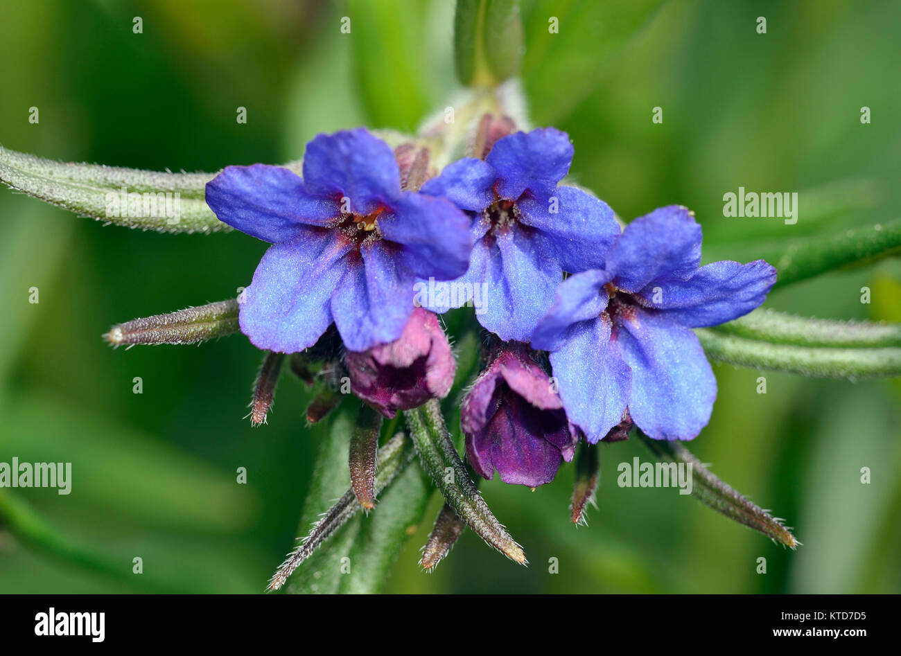 Purple Gromwell - Lithospermum purpurocaeruleum Small Blue Wildflower Stock Photo