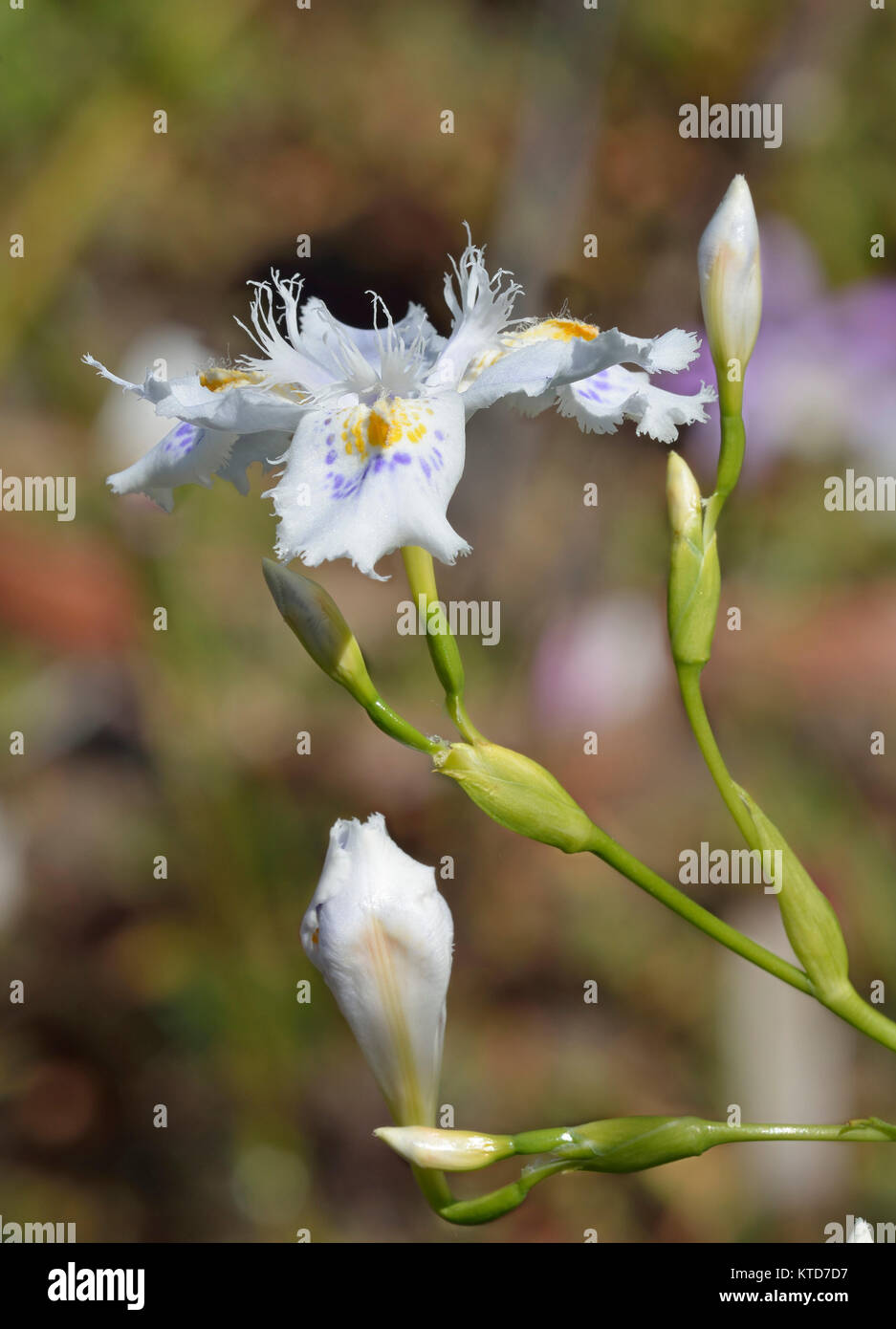 Fringed Iris - Iris japonica  from Japan Stock Photo