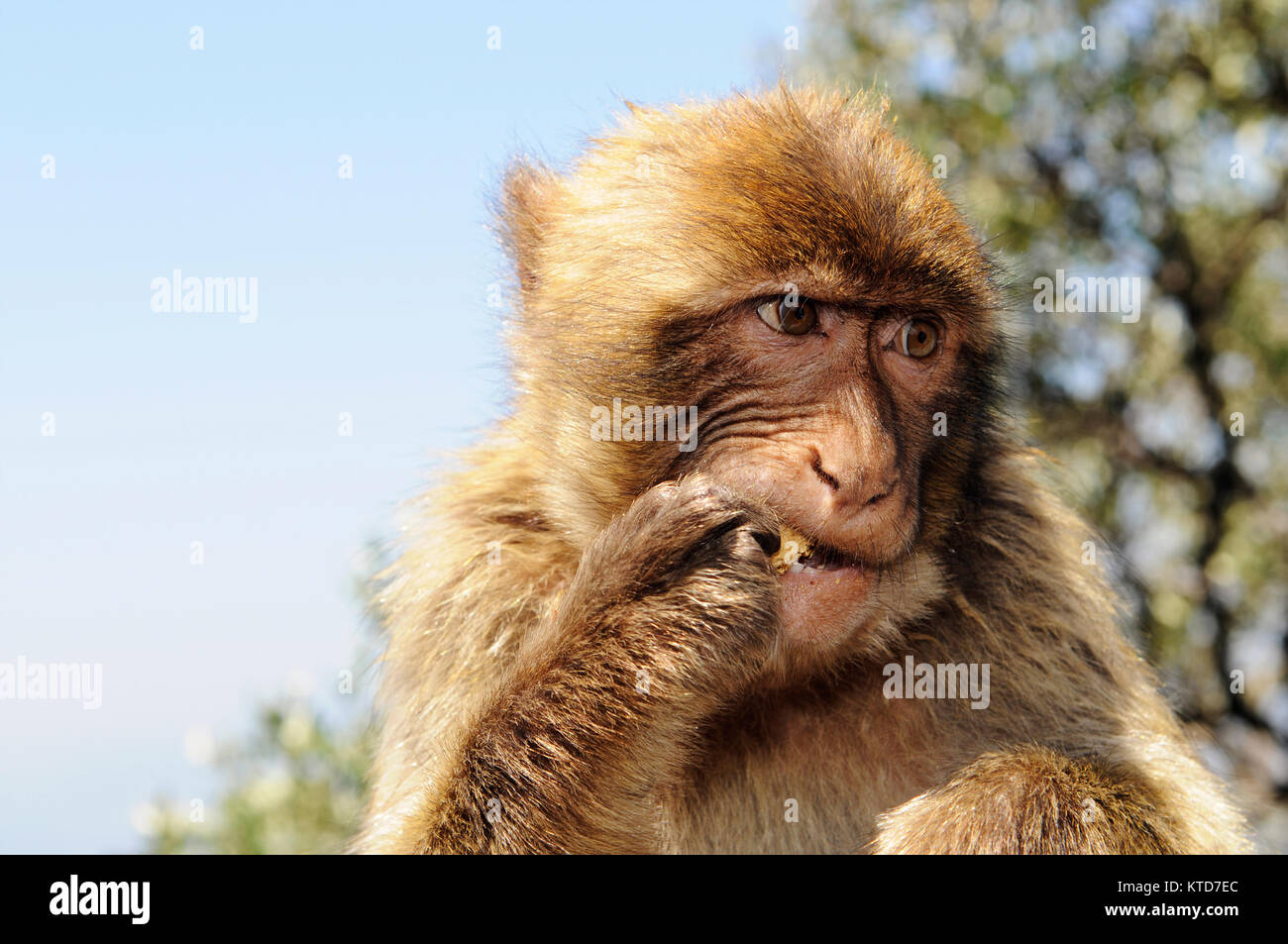 Barbary macaque (Macaca sylvanus) Gibraltar. Barbary macaque (Macaca sylvanus) also known as: Barbary ape and rock ape. Barbary macaques (Macaca sylva Stock Photo
