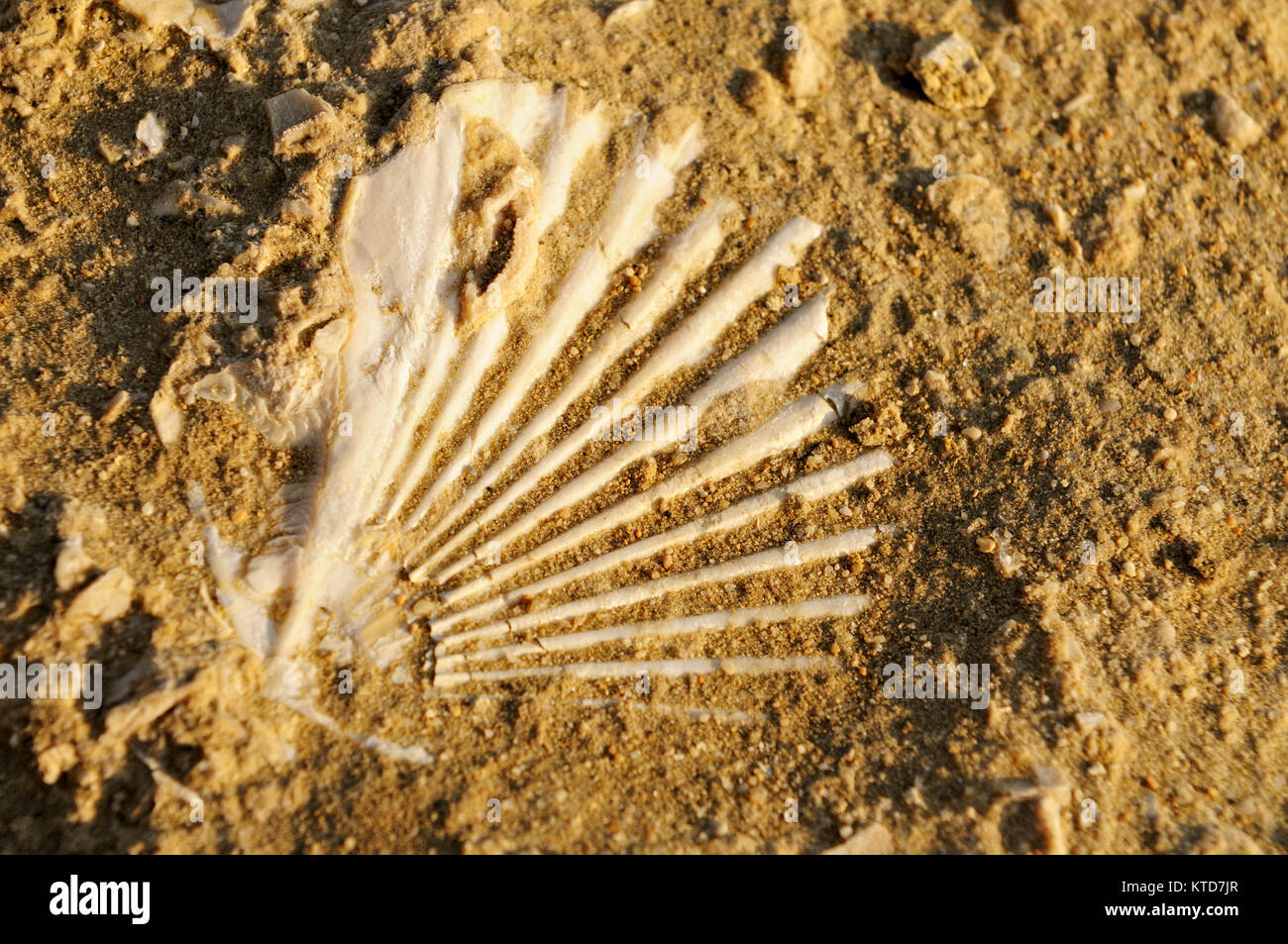 Seashell fossil hi-res stock photography and images - Alamy