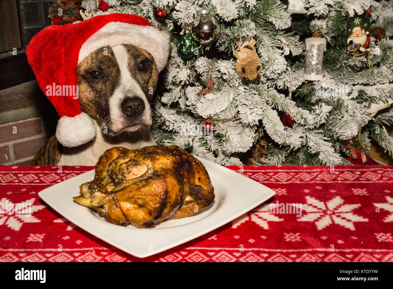A cute dog begging for the holiday dinner Stock Photo Alamy
